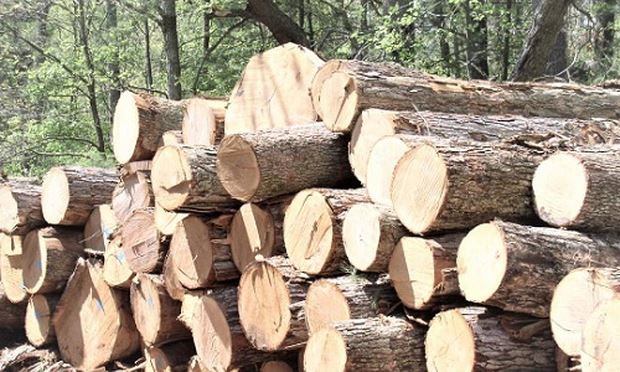 Xuất khẩu gỗ của Việt Nam: 13 tỷ USD - con số trong tầm tay?